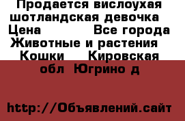 Продается вислоухая шотландская девочка › Цена ­ 8 500 - Все города Животные и растения » Кошки   . Кировская обл.,Югрино д.